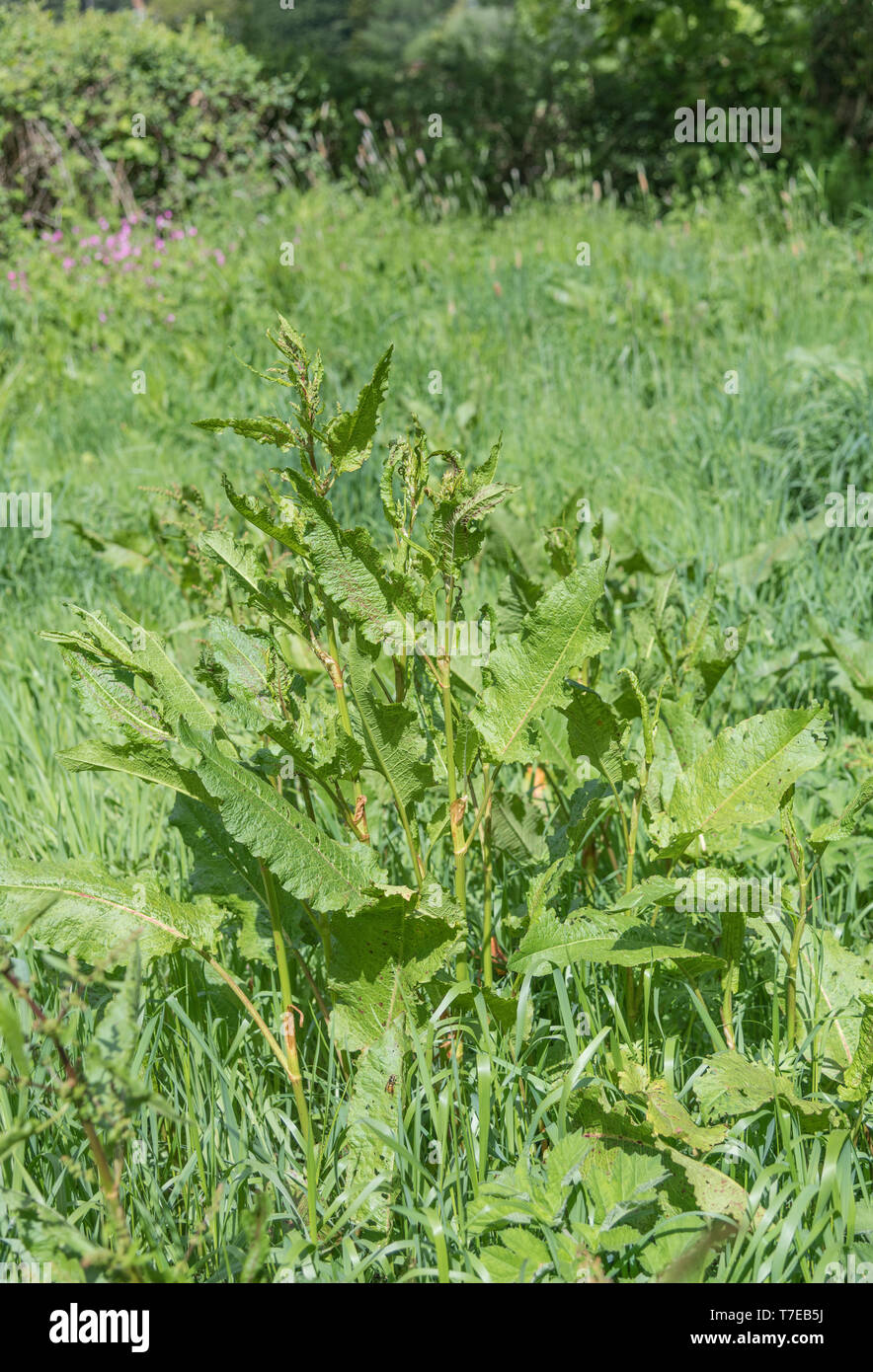 Broad-leaved Dock / Rumex obtusifolius growing on roadside verge. Rubbing leaves of Broad-leaved Dock is a traditional kids' remedy for nettle stings Stock Photo
