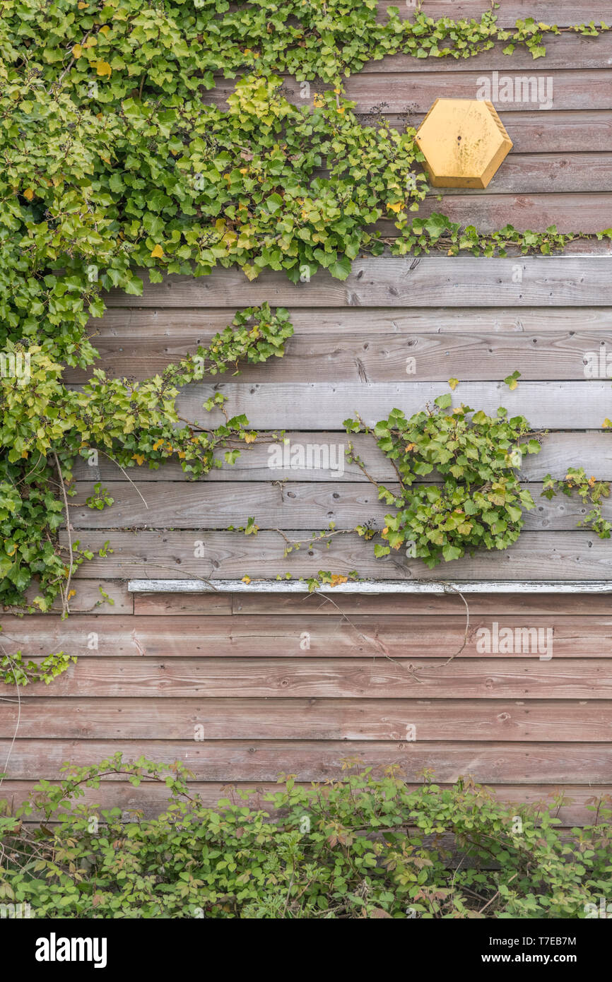 Climbing ivy / Common Ivy - Hedera helix - growing on the side of a wooden shed. Concept creeping ivy. Ivy plant on wall. Stock Photo