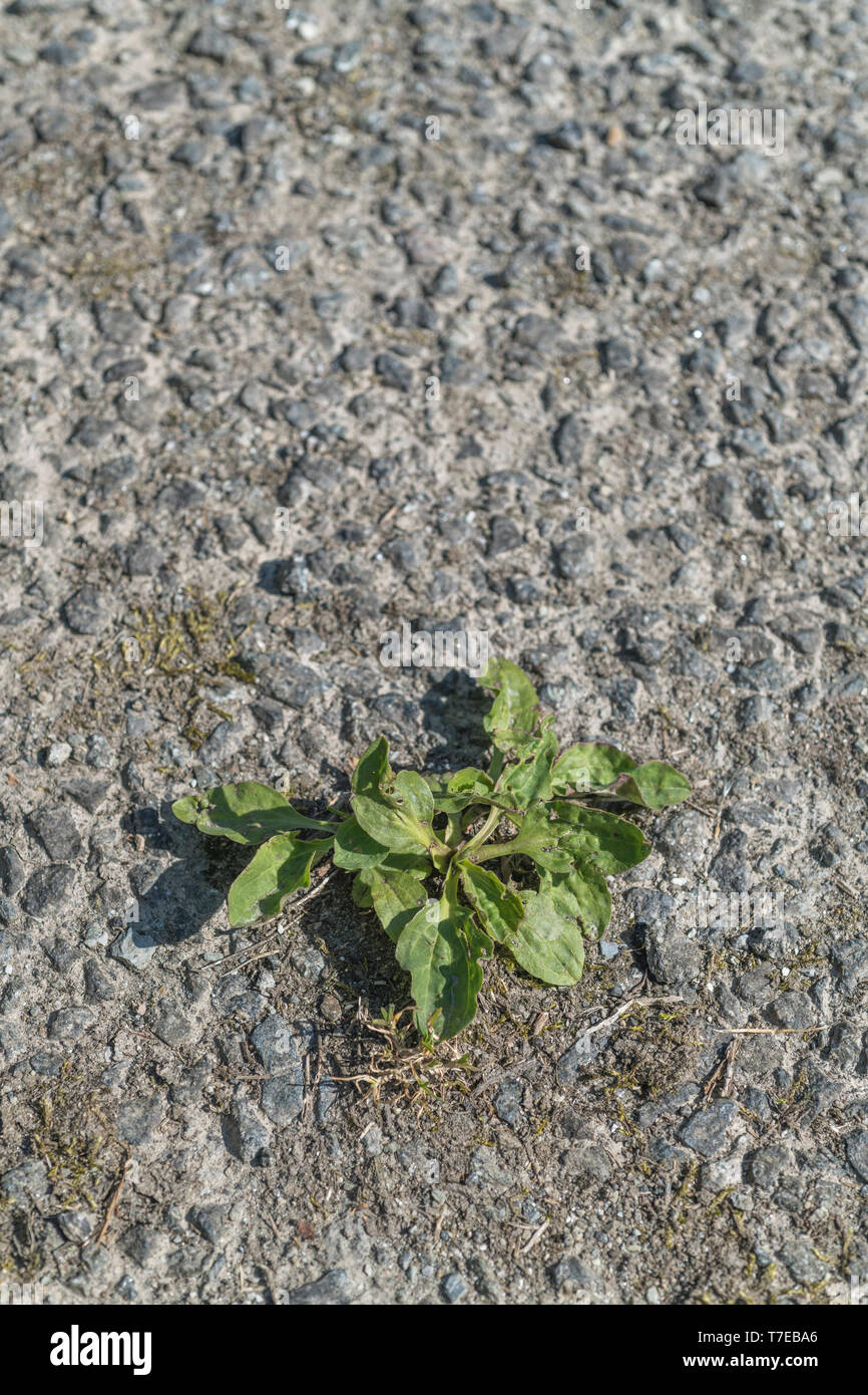 Greater Plantain / Plantago major plants growing in cracks in a rural