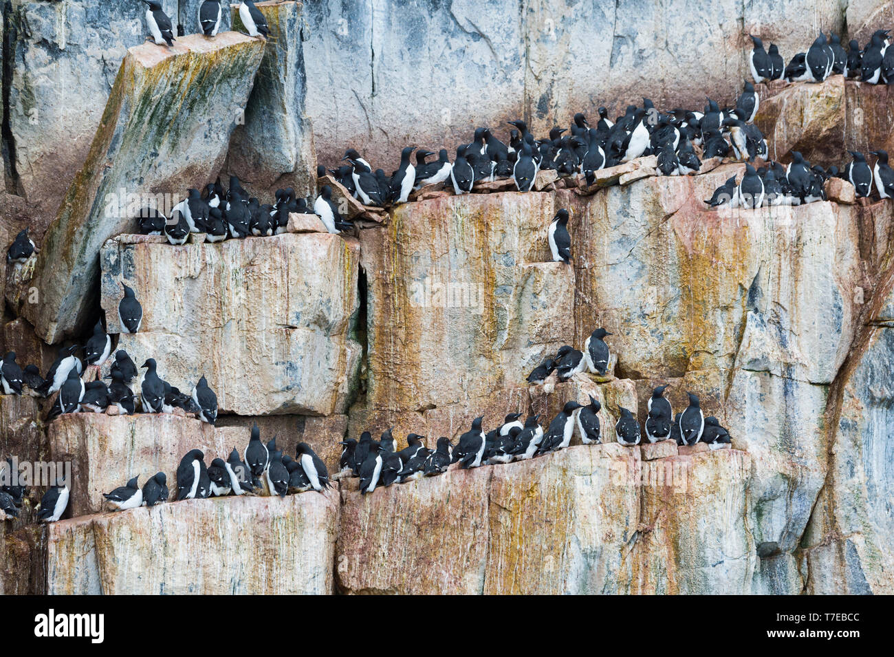 Thick-billed Murres (Uria lomvia) colony, Alkefjellet bird cliff, Hinlopen Strait, Spitsbergen Island, Svalbard archipelago, Norway Stock Photo