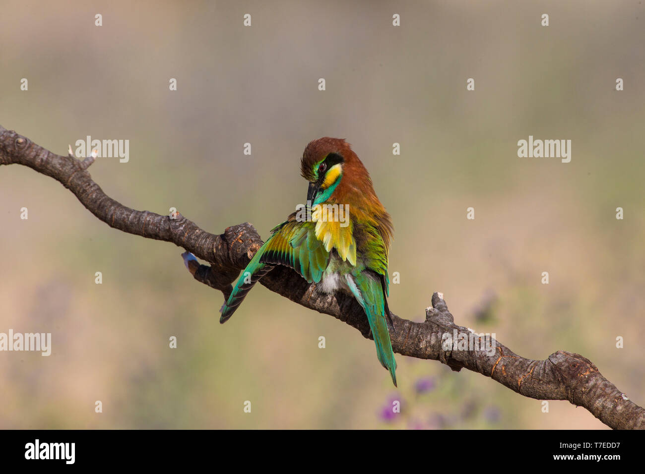 European Bee-eater (Merops apiaster) cleans  his feathers perched on a branch. Stock Photo