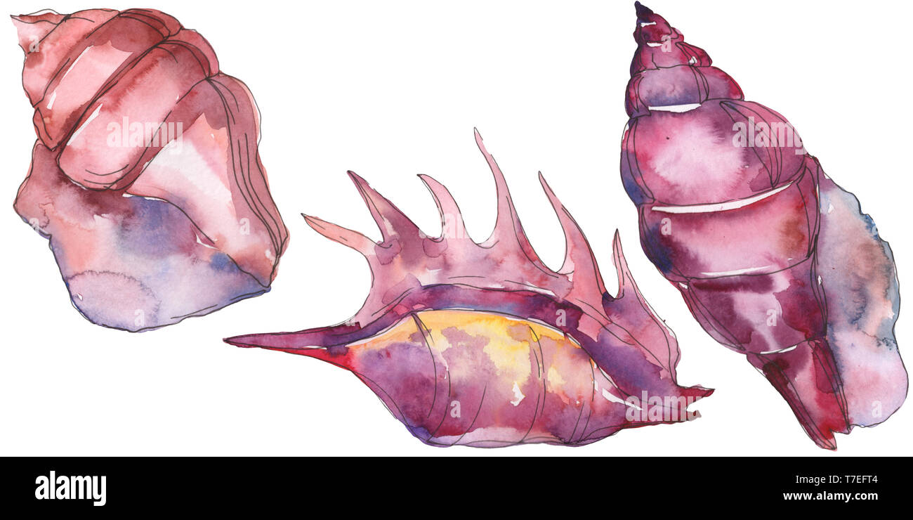 Summer beach seashell tropical elements. Watercolor background ...