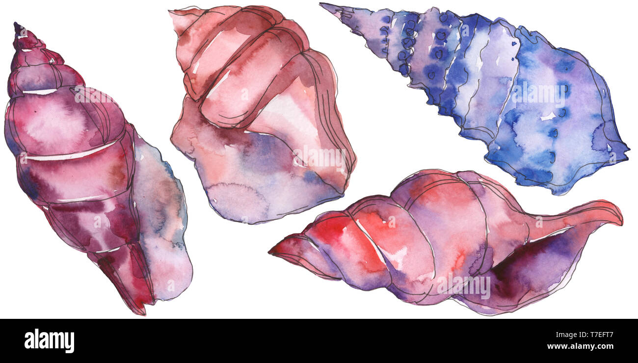 Summer beach seashell tropical elements. Watercolor background ...