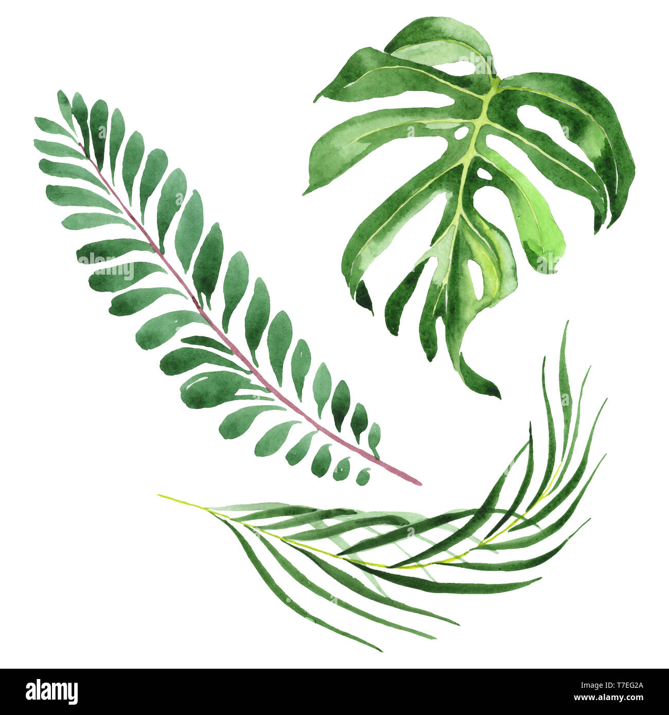 Exotic tropical hawaiian summer. Palm beach tree leaves jungle botanical.  Watercolor background set. Watercolour drawing fashion aquarelle. Isolated  l Stock Photo - Alamy