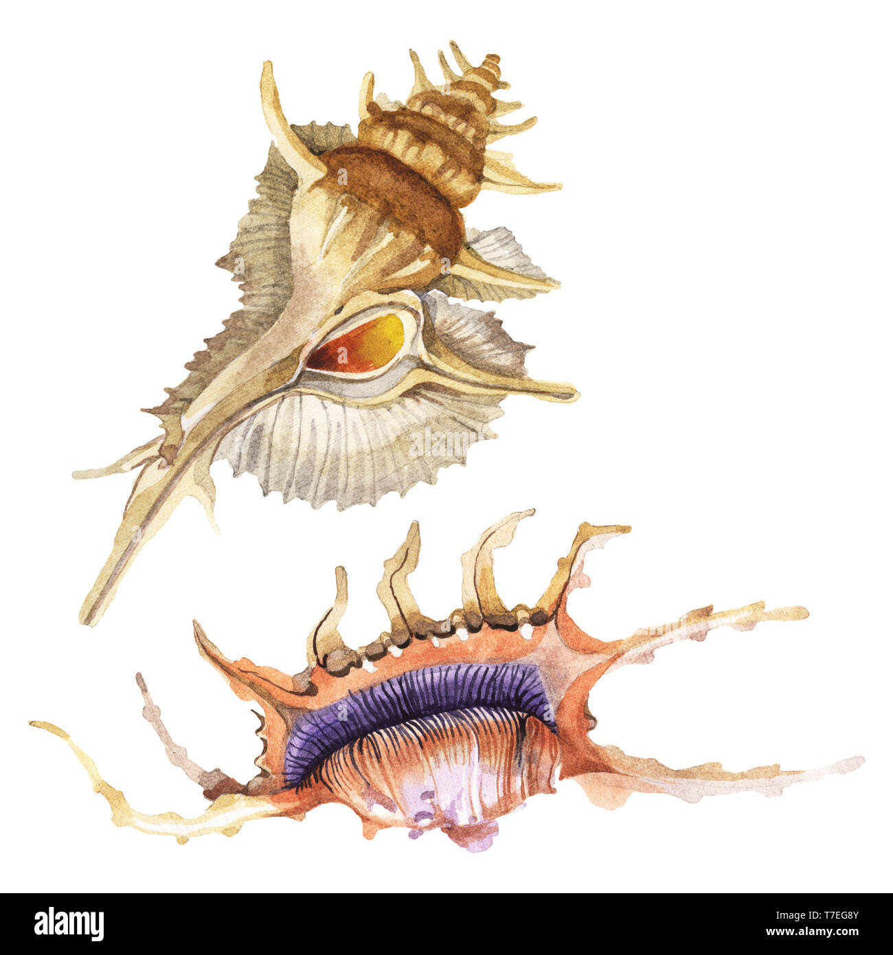 Summer beach seashell tropical elements. Watercolor background ...