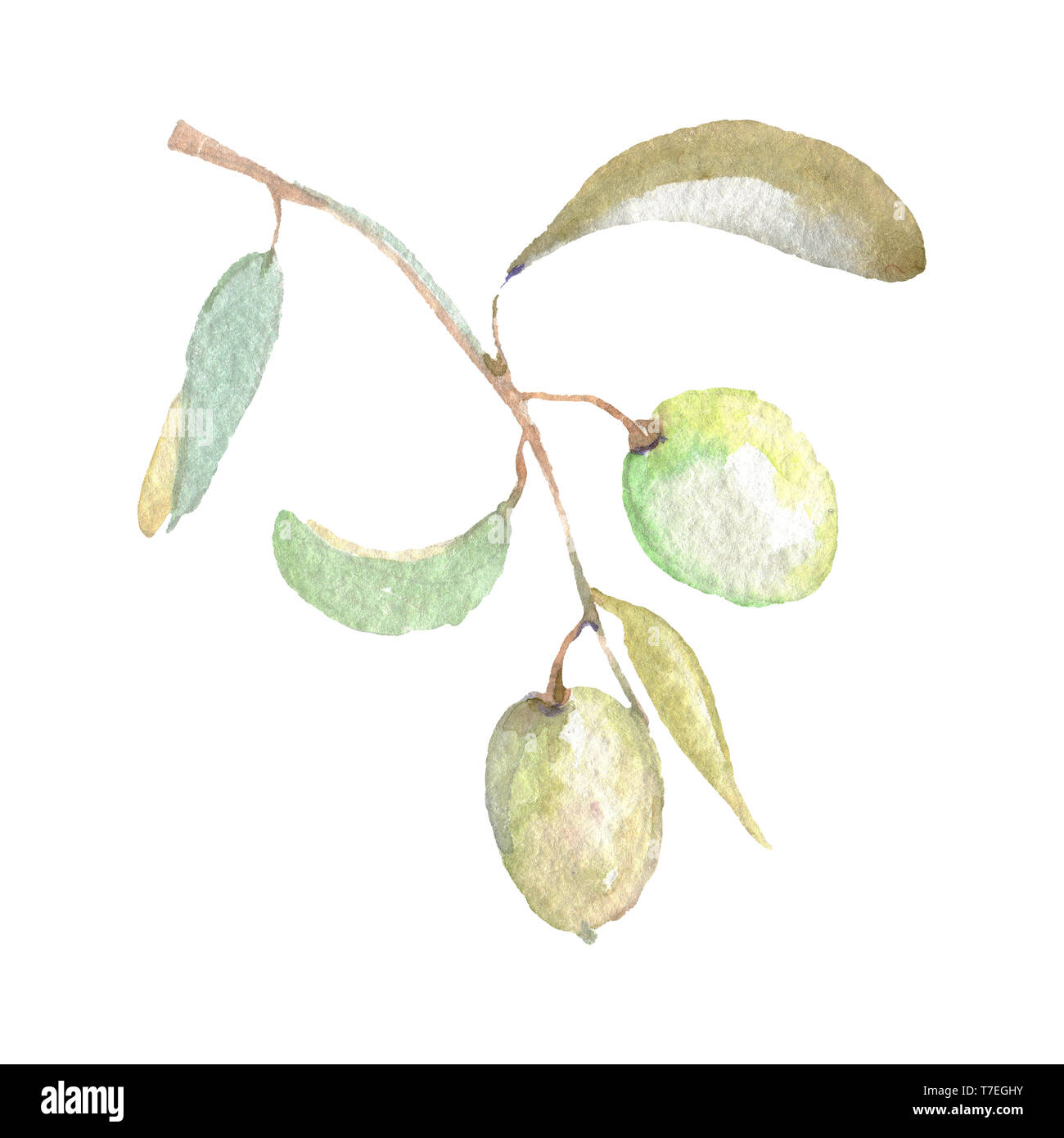 Olive branch with green fruit. Watercolor background illustration set ...