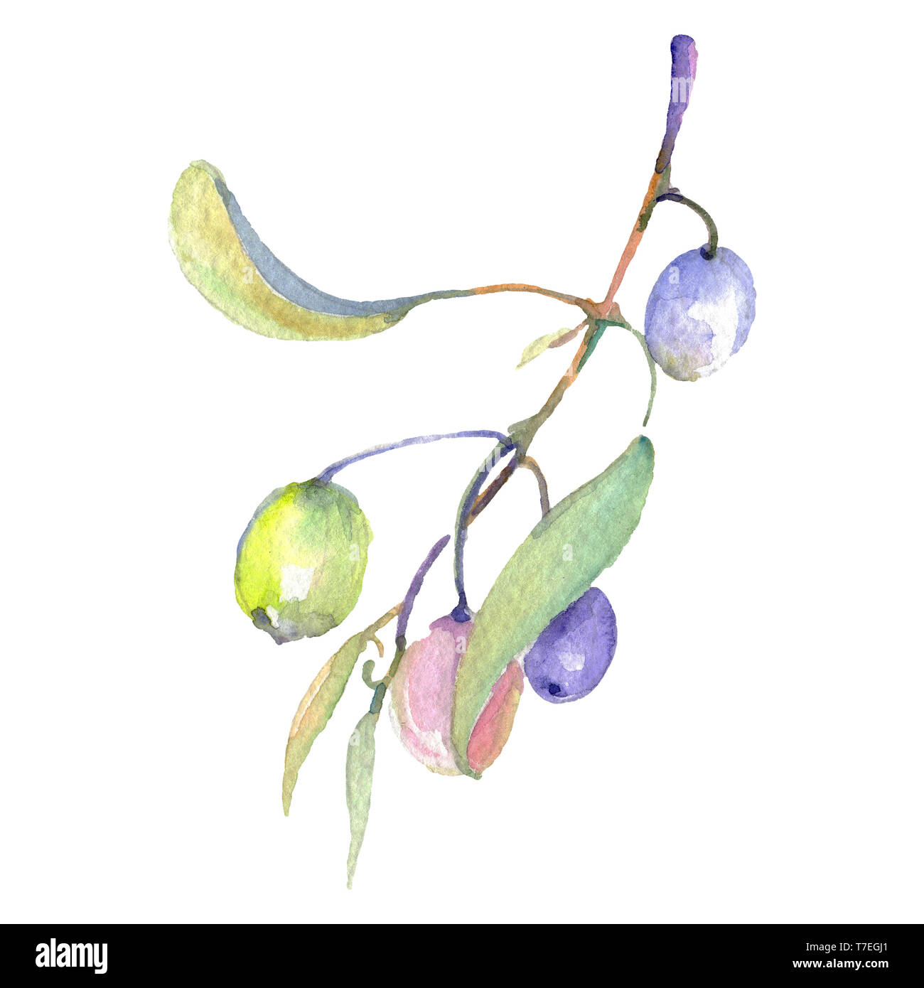 Olive branch with green fruit. Watercolor background illustration set ...