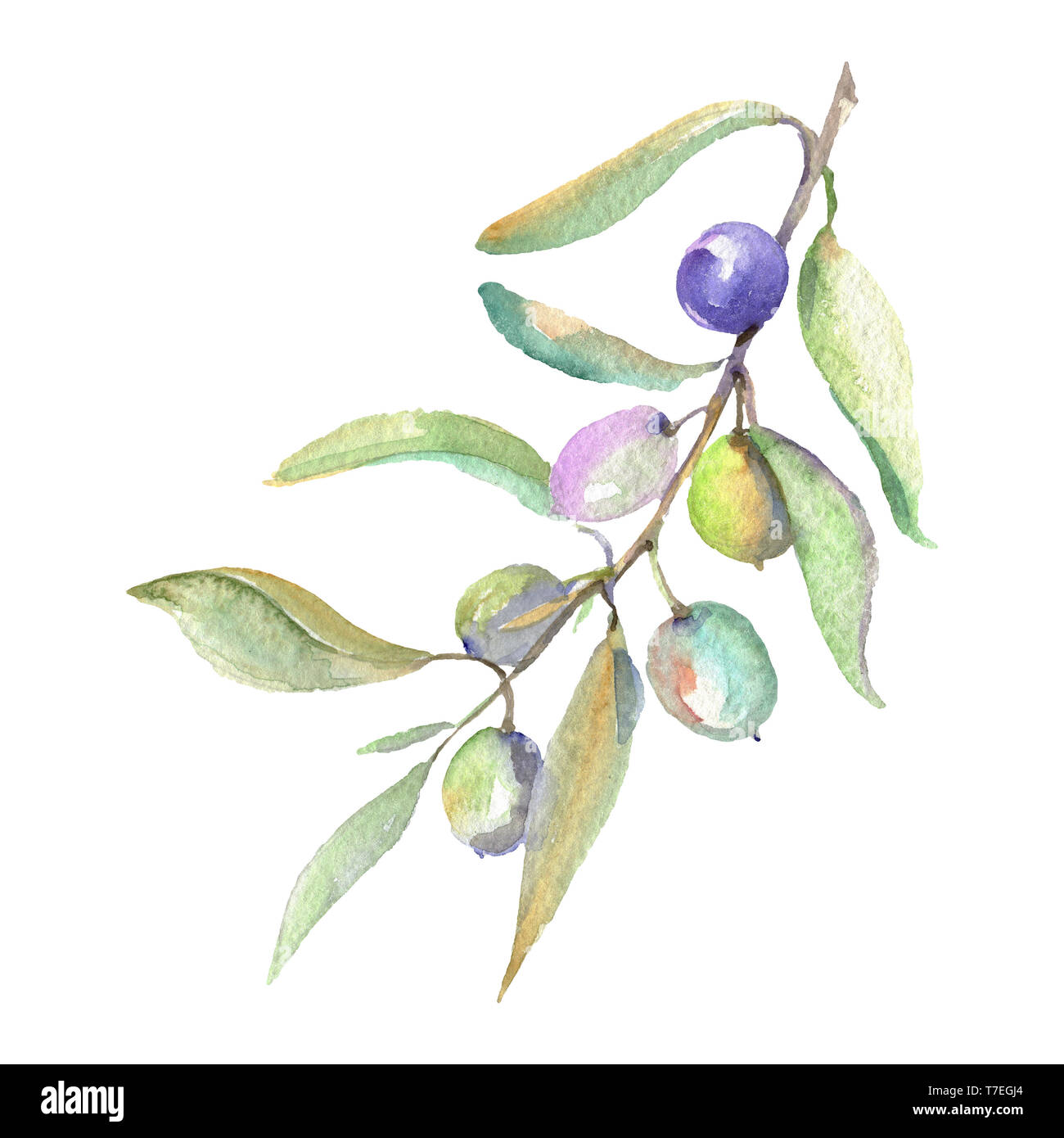 Olive branch with green fruit. Watercolor background illustration set ...