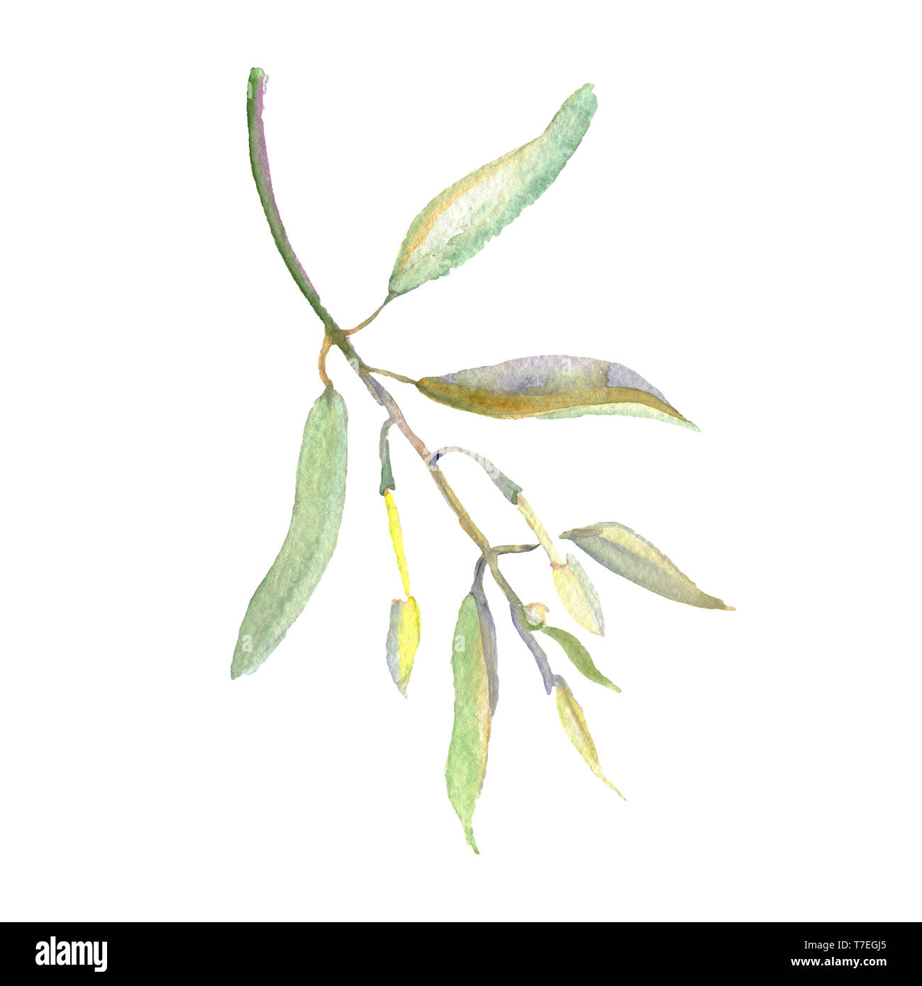 Olive branch with green fruit. Watercolor background illustration set ...