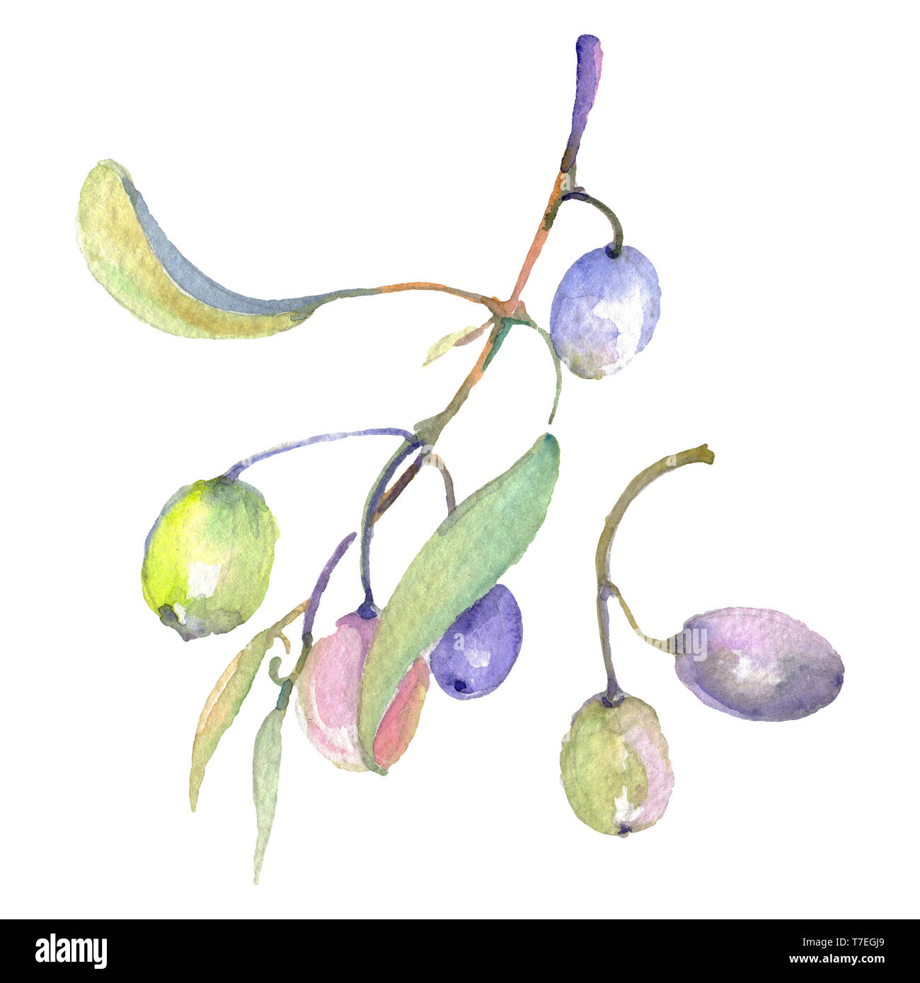 Olive branch with green fruit. Watercolor background illustration set ...