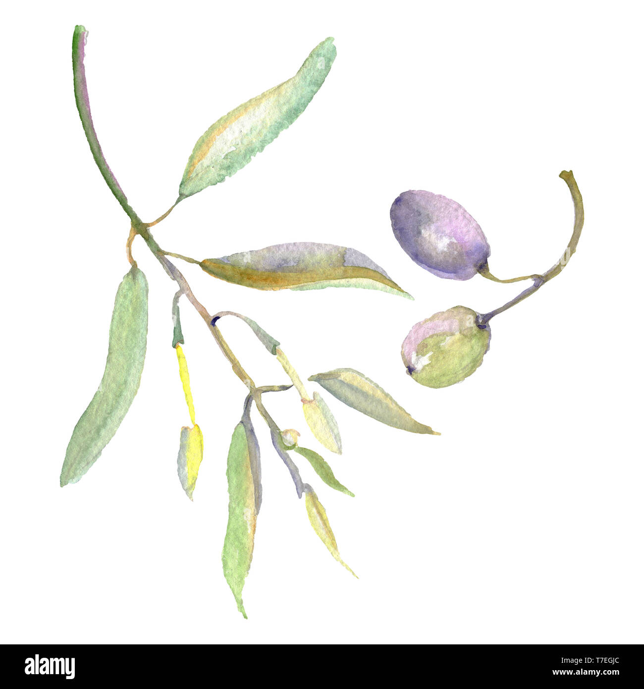 Olive branch with green fruit. Watercolor background illustration set ...