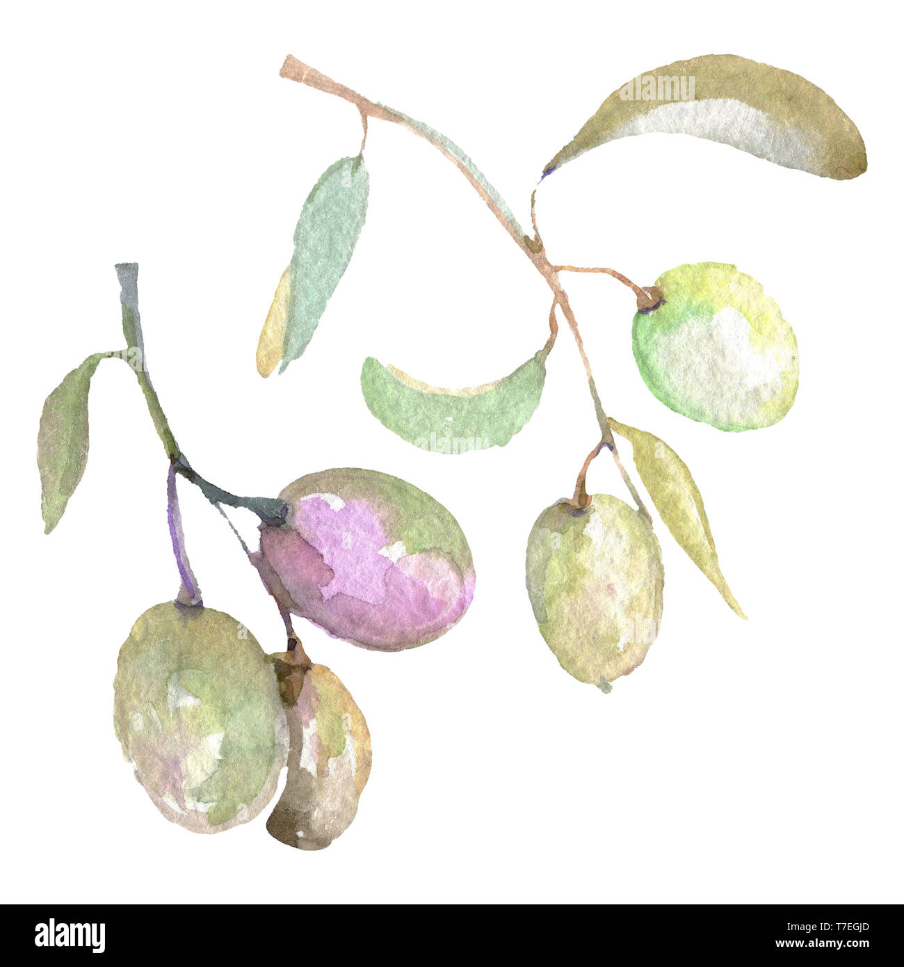 Olive branch with green fruit. Watercolor background illustration set ...