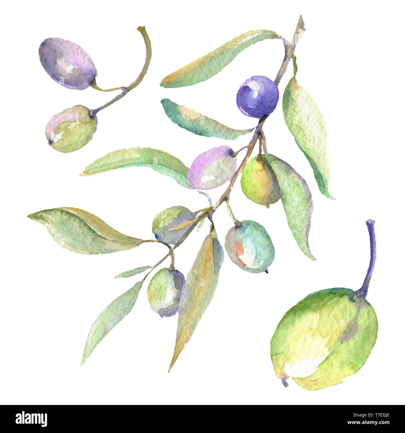 Olive branch with green fruit. Watercolor background illustration set ...