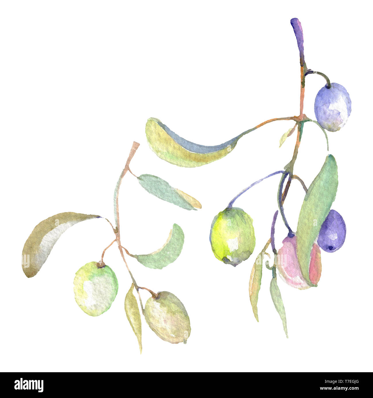 Olive branch with green fruit. Watercolor background illustration set ...