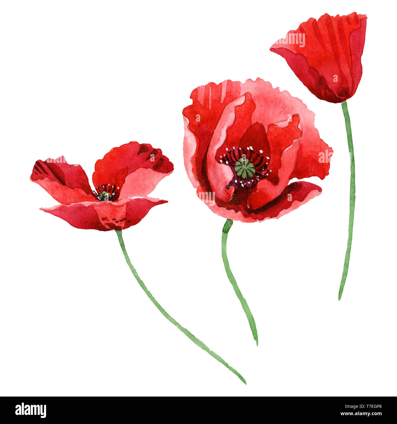 Red Poppy Floral Botanical Flowers Wild Spring Leaf Wildflower Isolated Watercolor Background Illustration Set Watercolour Drawing Fashion Aquarell Stock Photo Alamy