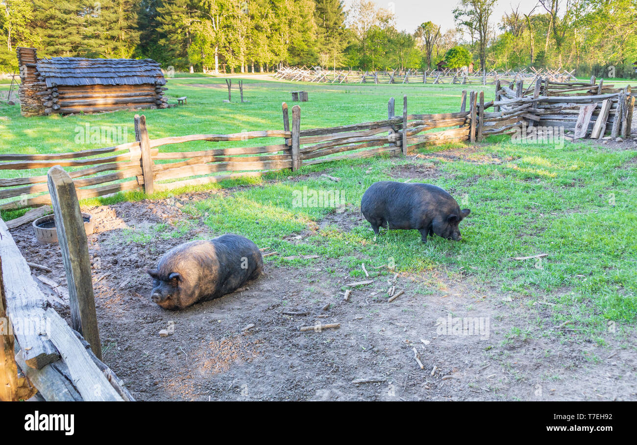 Pigs In Sty High Resolution Stock Photography and Images Alamy