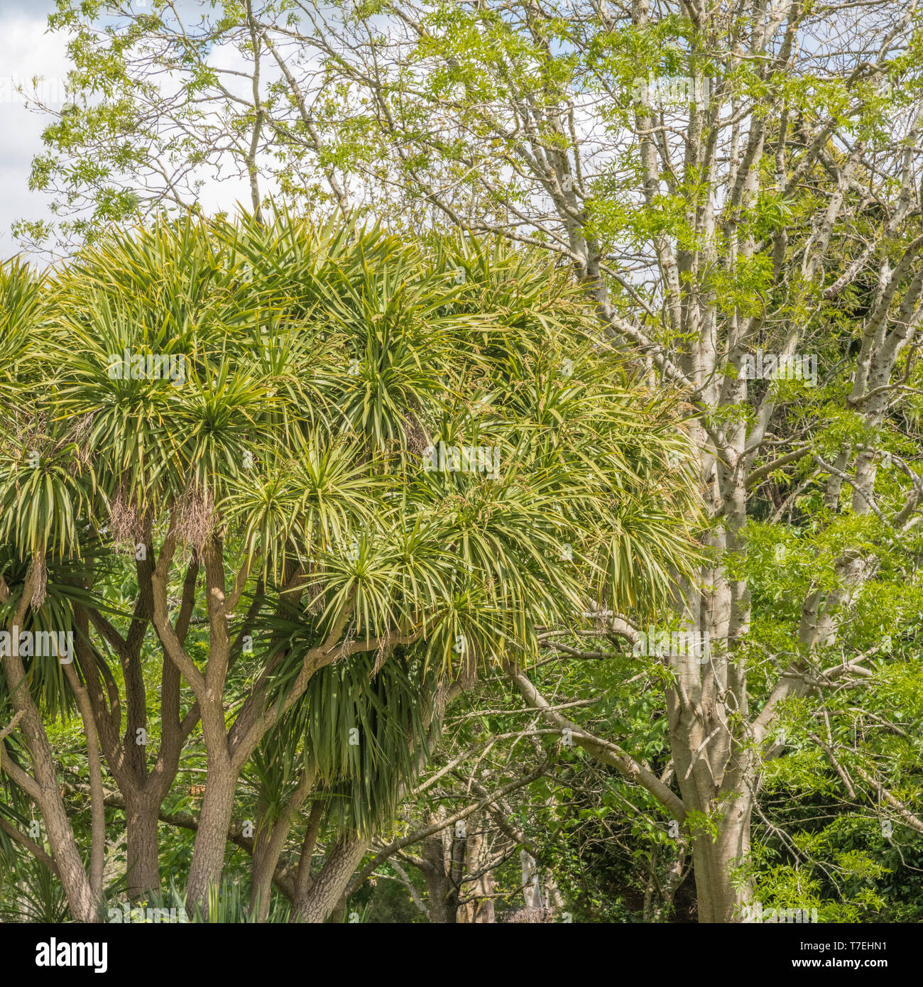 Fronds and foliage of Cornish Palm tree / Cordyline australis in Cornwall. Sometimes called the New Zealand cabbage tree. Stock Photo