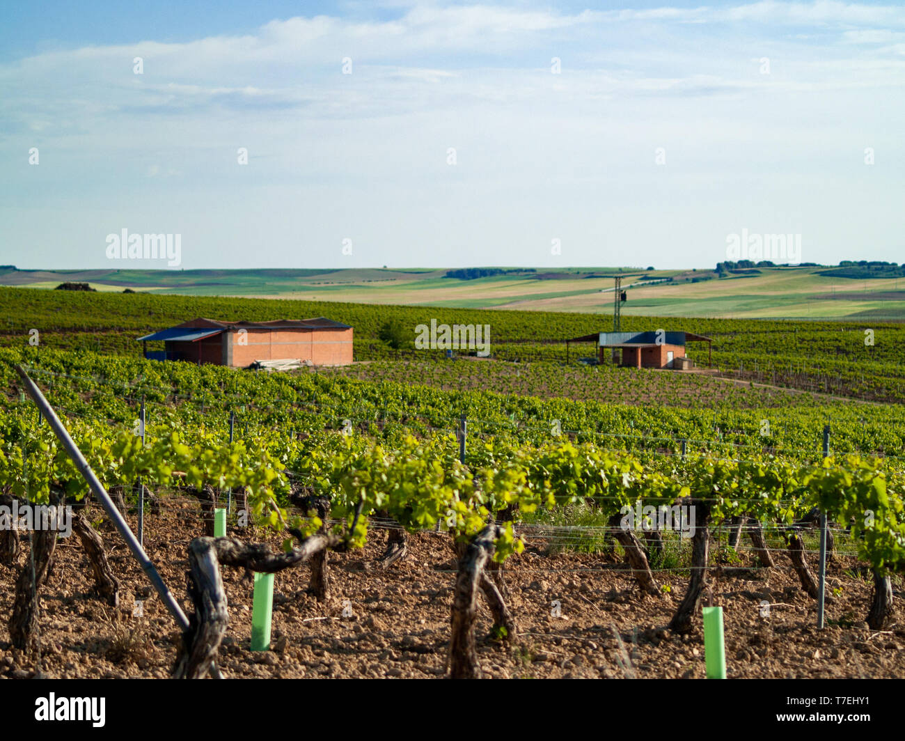 A landscape of rural culture in espalier vineyard in spring in the denomination of origin Ribera del Duero in Spain Stock Photo