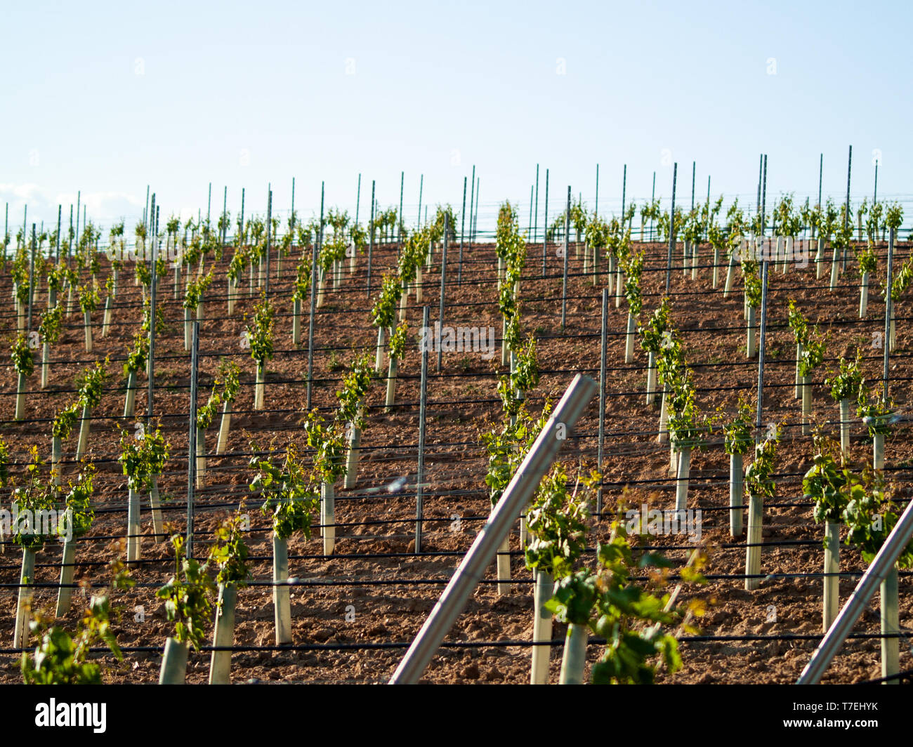 A landscape of rural culture in espalier vineyard in spring in the denomination of origin Ribera del Duero in Spain Stock Photo