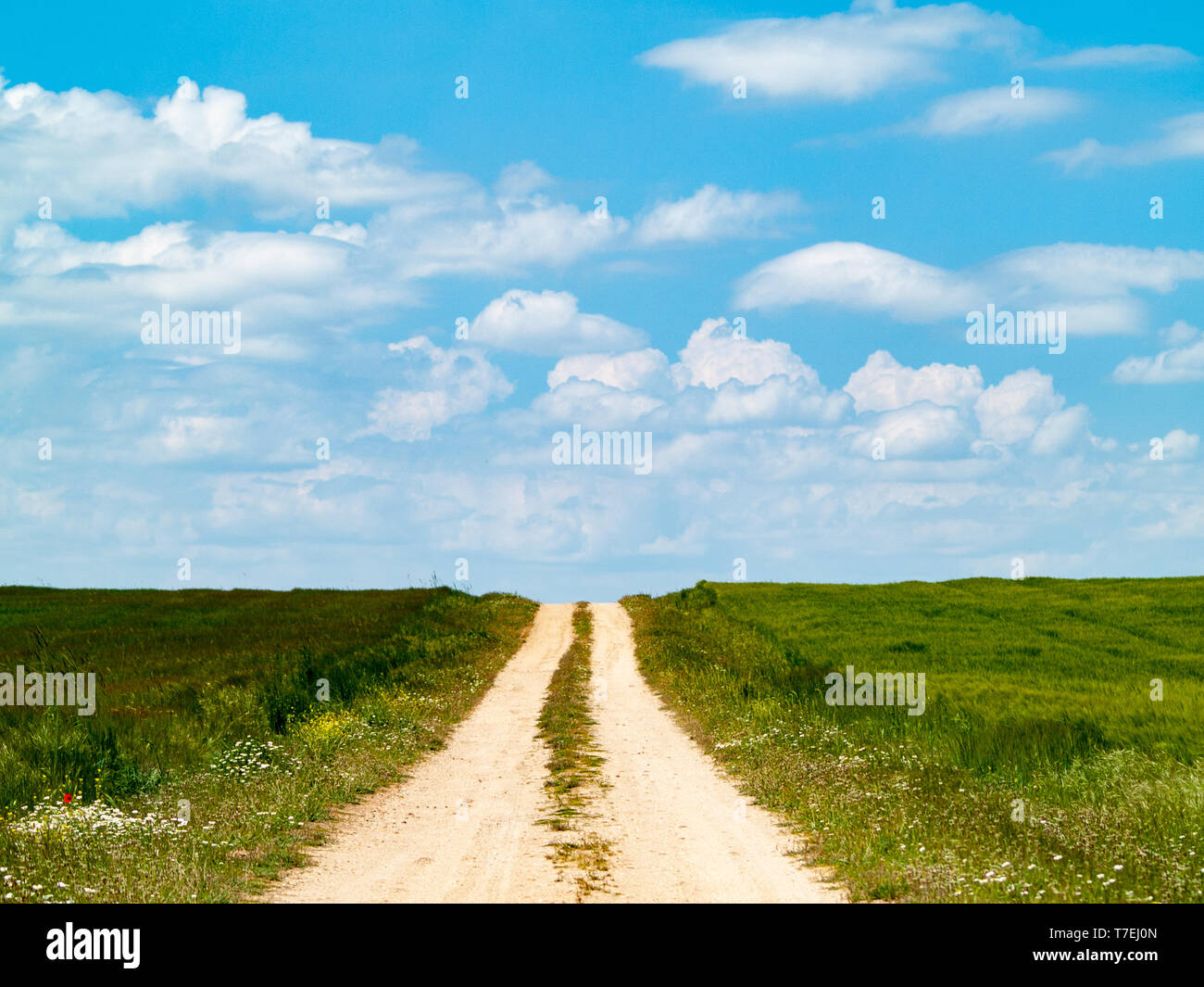 A rural dirt road in the field in spring Stock Photo