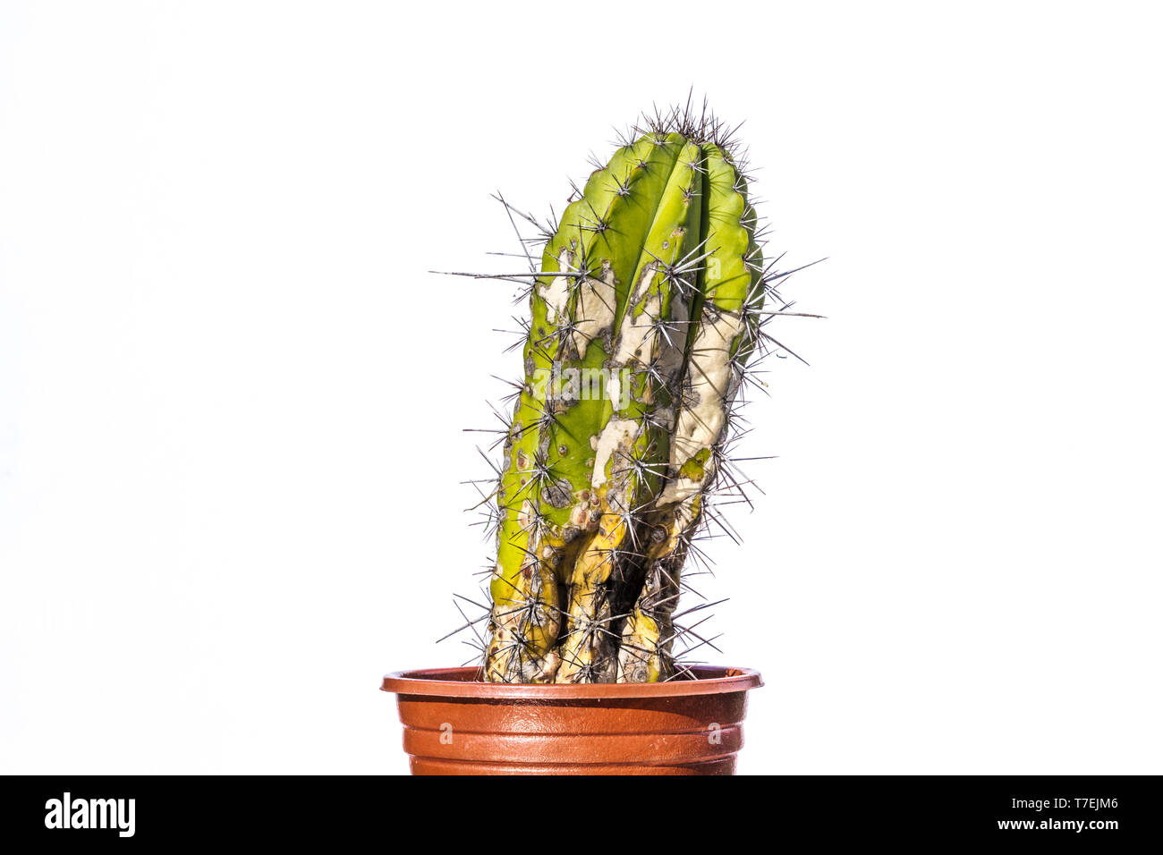 Neglected cactus, probably dying because of overwatering and cold. Stock Photo