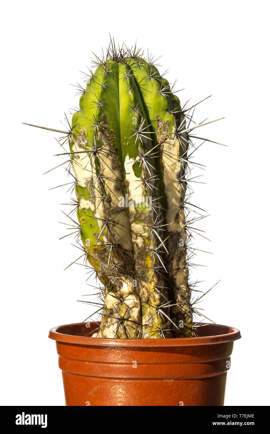 Neglected cactus, probably dying because of overwatering and cold. Stock Photo
