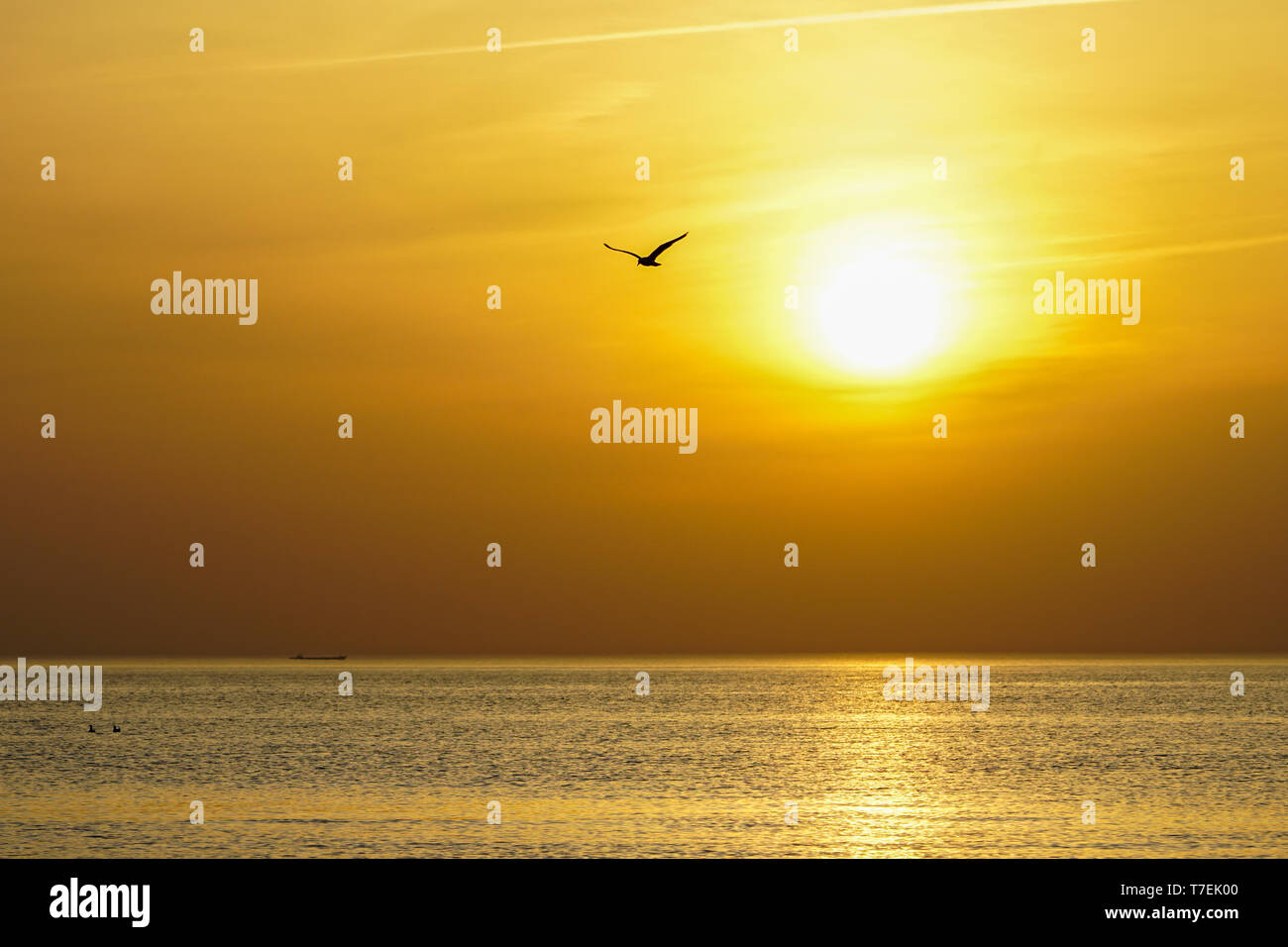 Silhouette of flying bird on beautiful sea sunset Stock Photo - Alamy