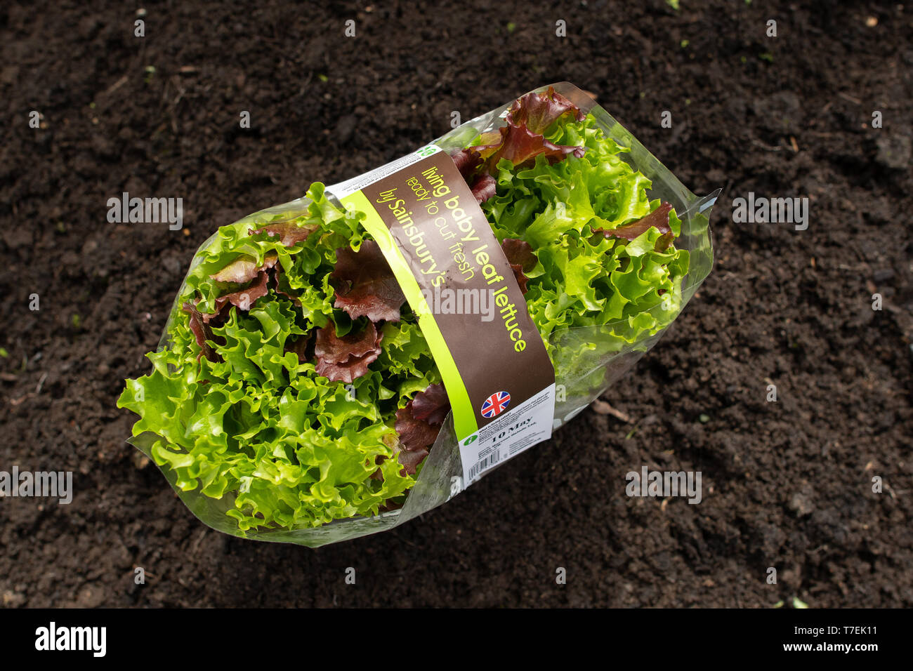 planting living baby lettuce salad into garden - see also images T7EK13 and T7EK14 Stock Photo