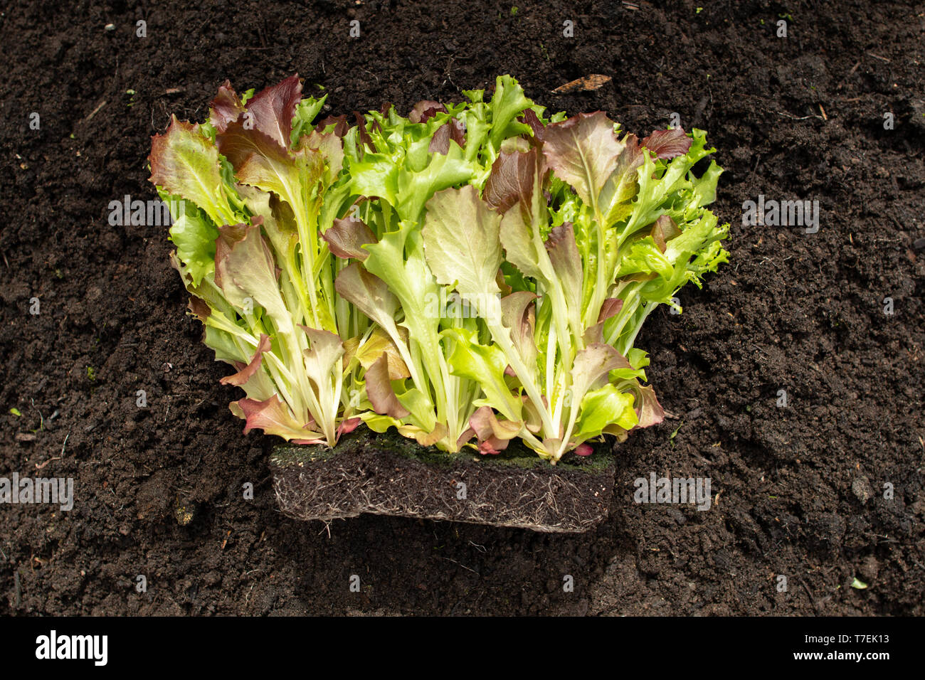 planting living baby lettuce salad into garden see also images T7EK11 and T7EK14 Stock Photo