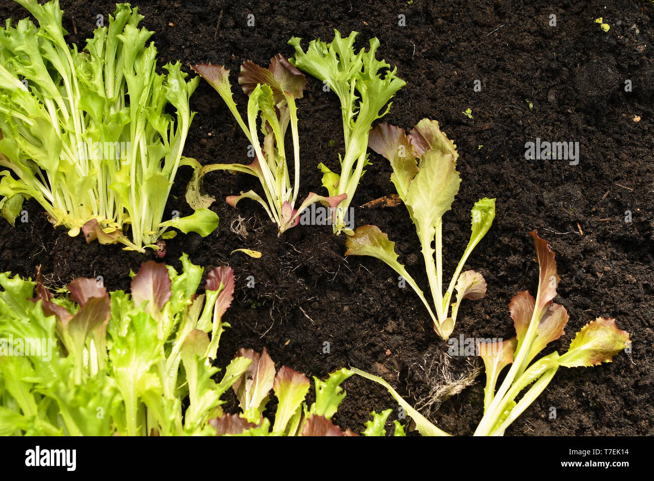 planting living baby lettuce salad into garden - also see images T7EK13 and T7EK11 Stock Photo