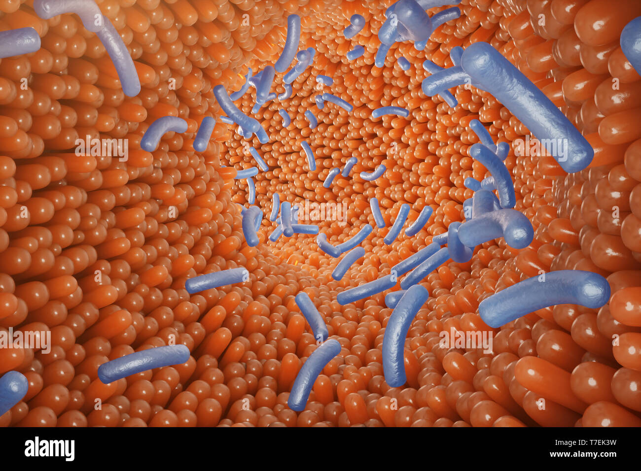 Intestinal villi, mucosa intestinal. Bacteria and microbes in intestines. Microscopic villi and capillary. Human intestine, chronic disease. Hepatitis Stock Photo