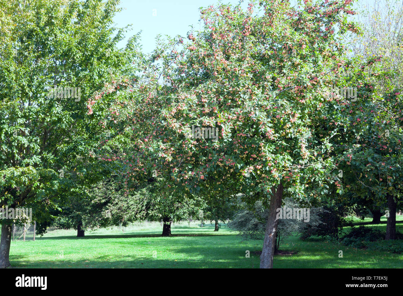 Crab apple tree hires stock photography and images Alamy