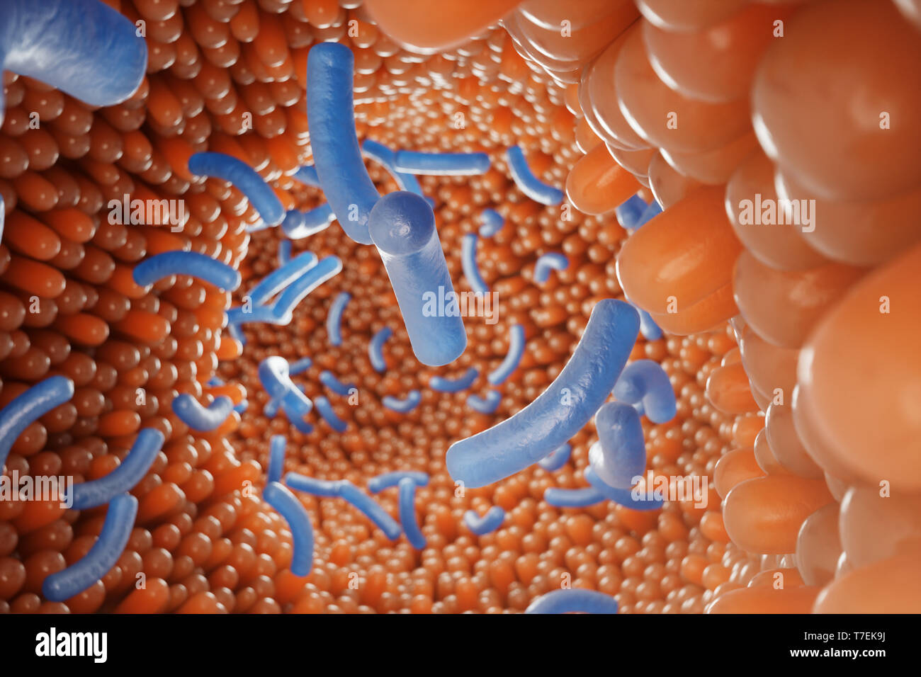 Intestinal villi, mucosa intestinal. Bacteria and microbes in intestines. Microscopic villi and capillary. Human intestine, chronic disease. Hepatitis Stock Photo