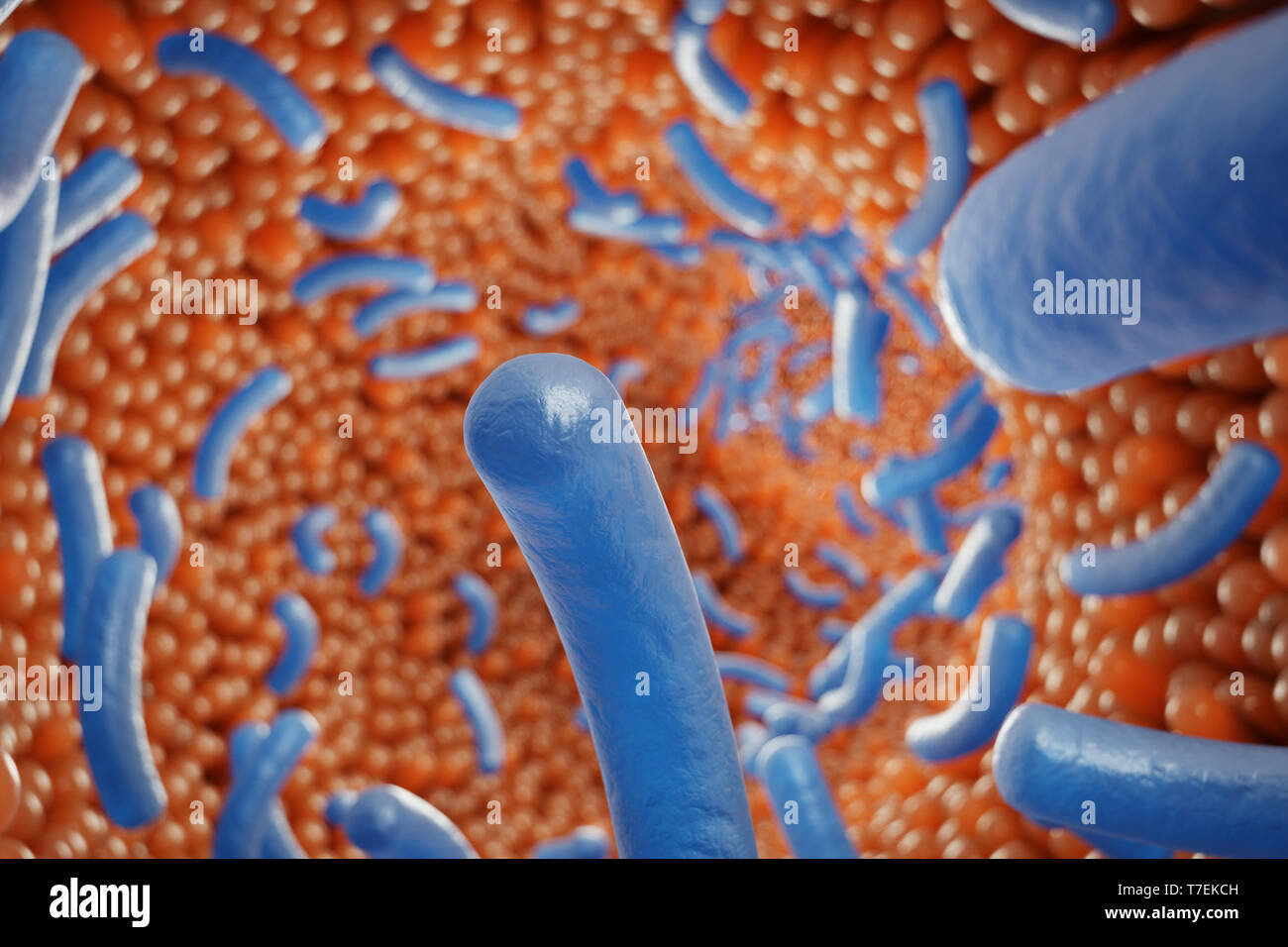 Intestinal villi. Intestine lining. Microscopic capillary. Human intestine. Concept of a healthy or diseased intestinal. Viruses or bacteria, cell inf Stock Photo