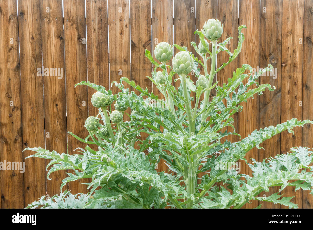 An artichoke plant grown in a home garden with ready to pick artichokes on it in front of a wooden fence. Stock Photo