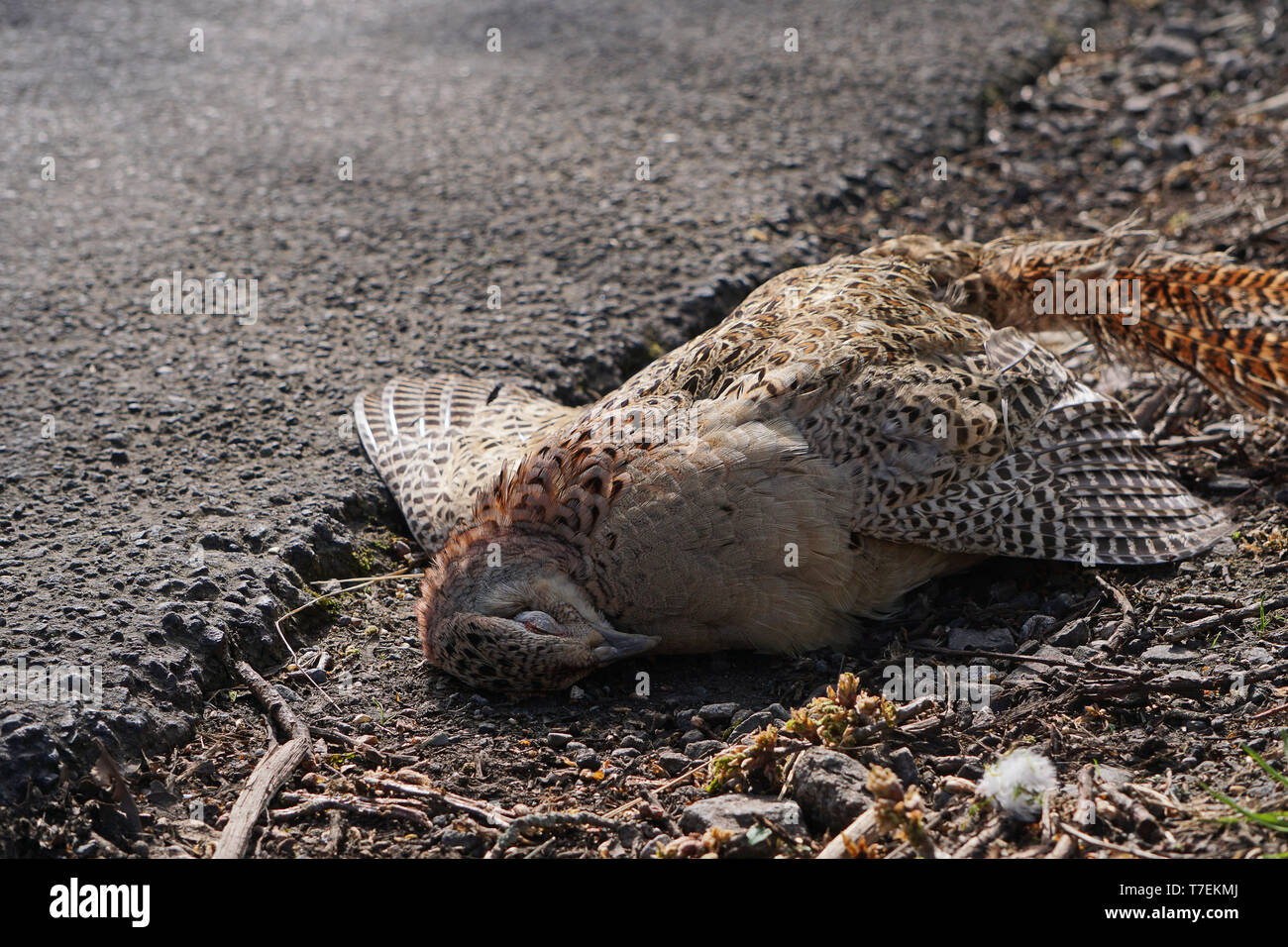 A juvenile common buzzard lying dead by the side of a road after being hit by a car Stock Photo