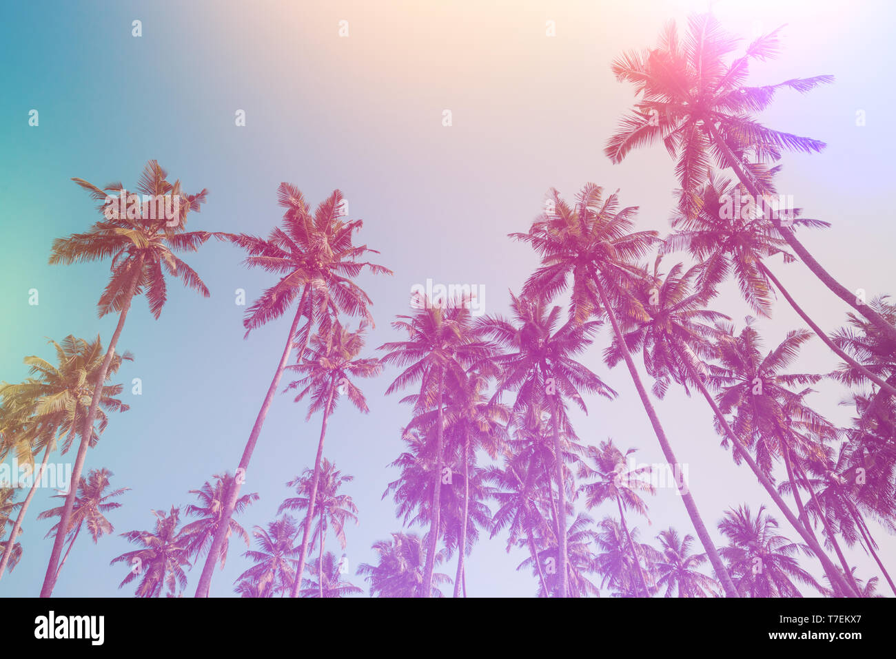 Coconut palm trees vintage toned. Palm tree summer beach sunny day ...
