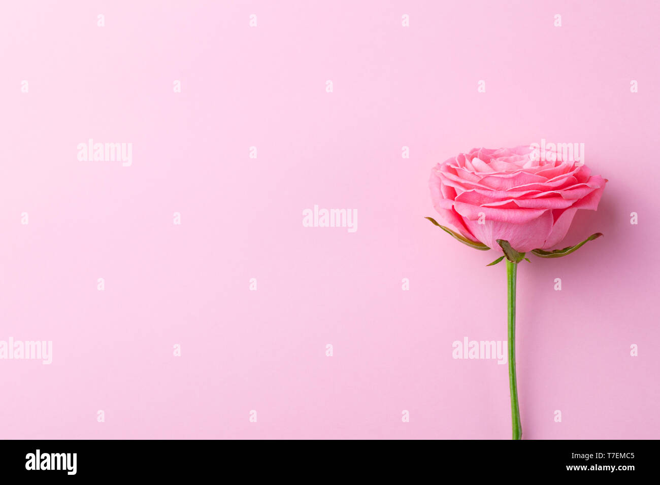 Rose flower on pink background. Top view. Copy space. Stock Photo
