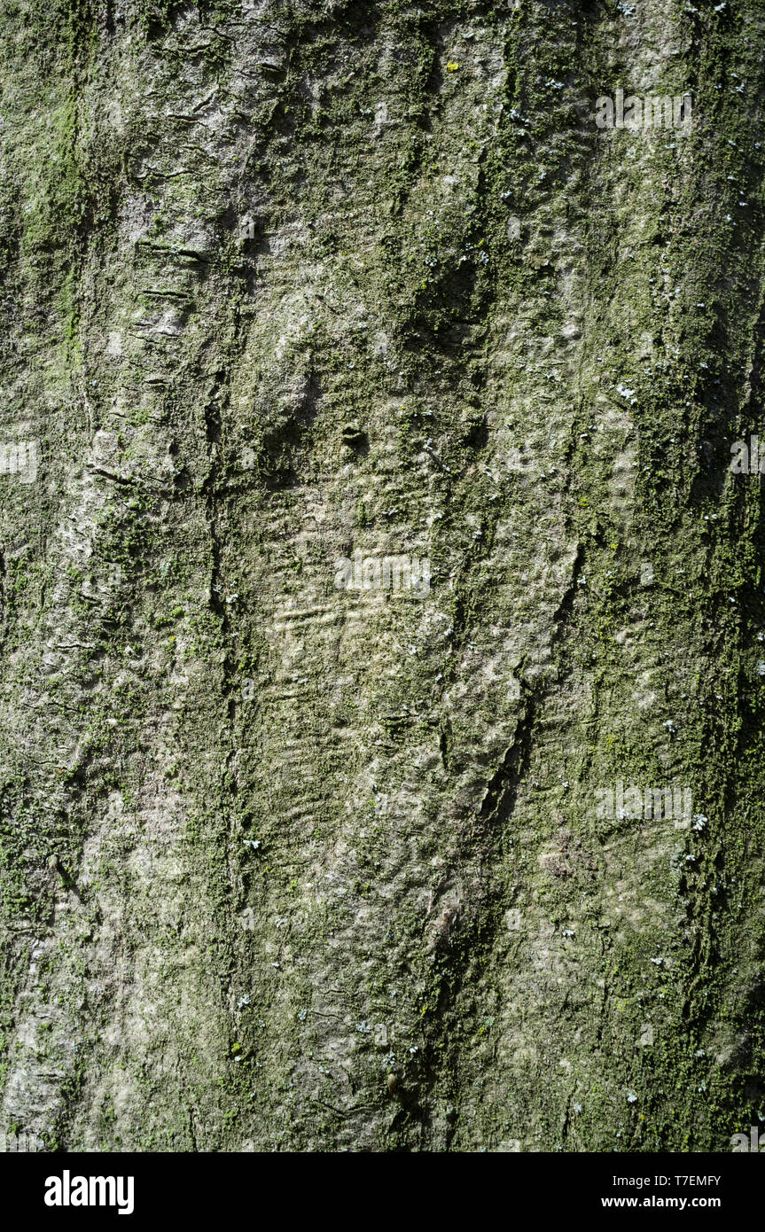 Tree Bark or Rhytidome Texture Detail in Spring Forest Stock Photo
