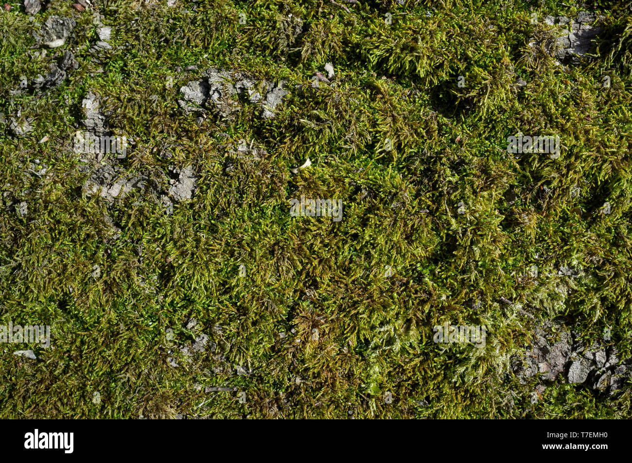 Poplar Tree Bark or Rhytidome covered with Green Moss Texture Detail in Spring Forest Stock Photo
