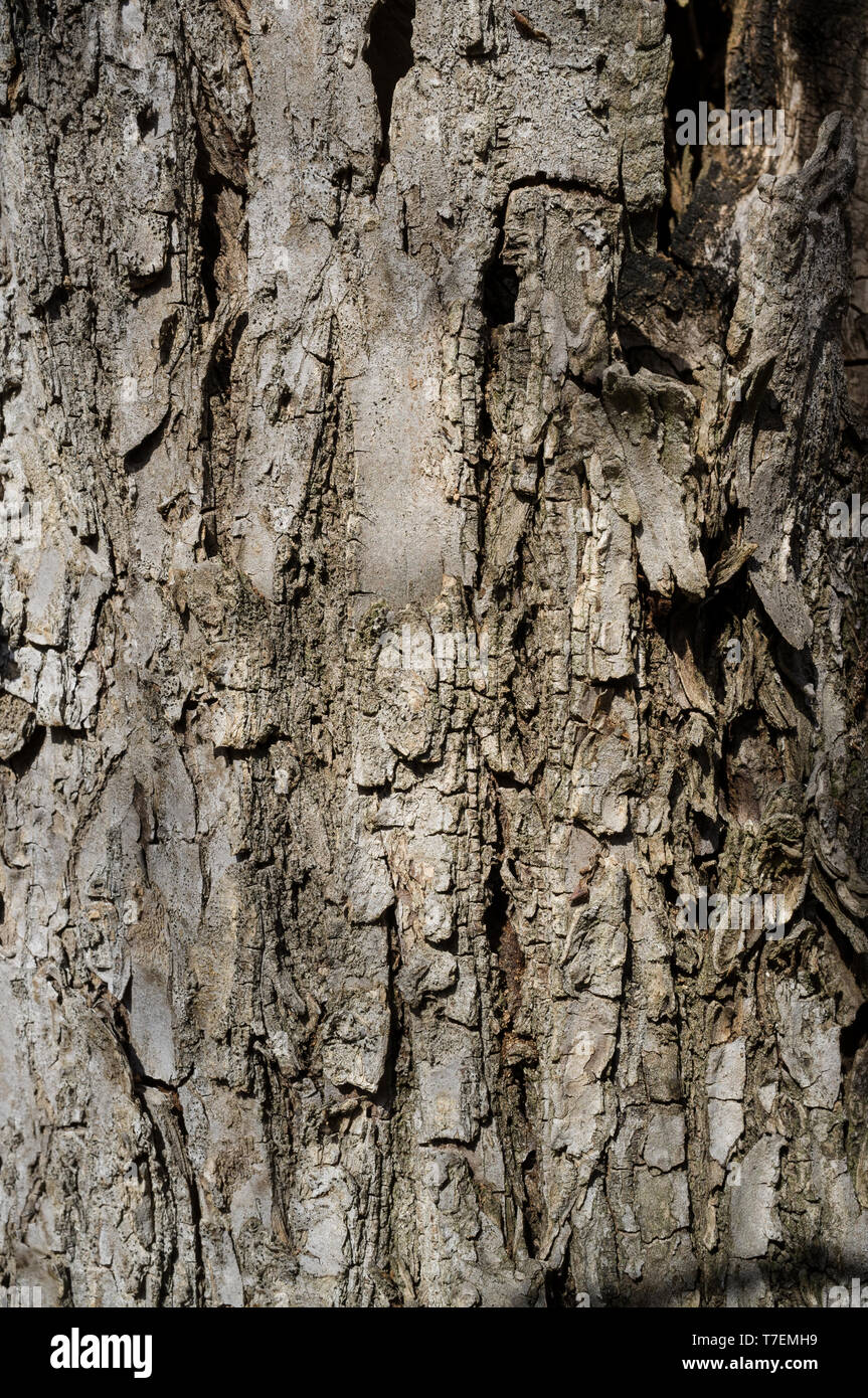 White poplar or populus Alba Tree Bark or Rhytidome Texture Detail in Spring Forest Stock Photo