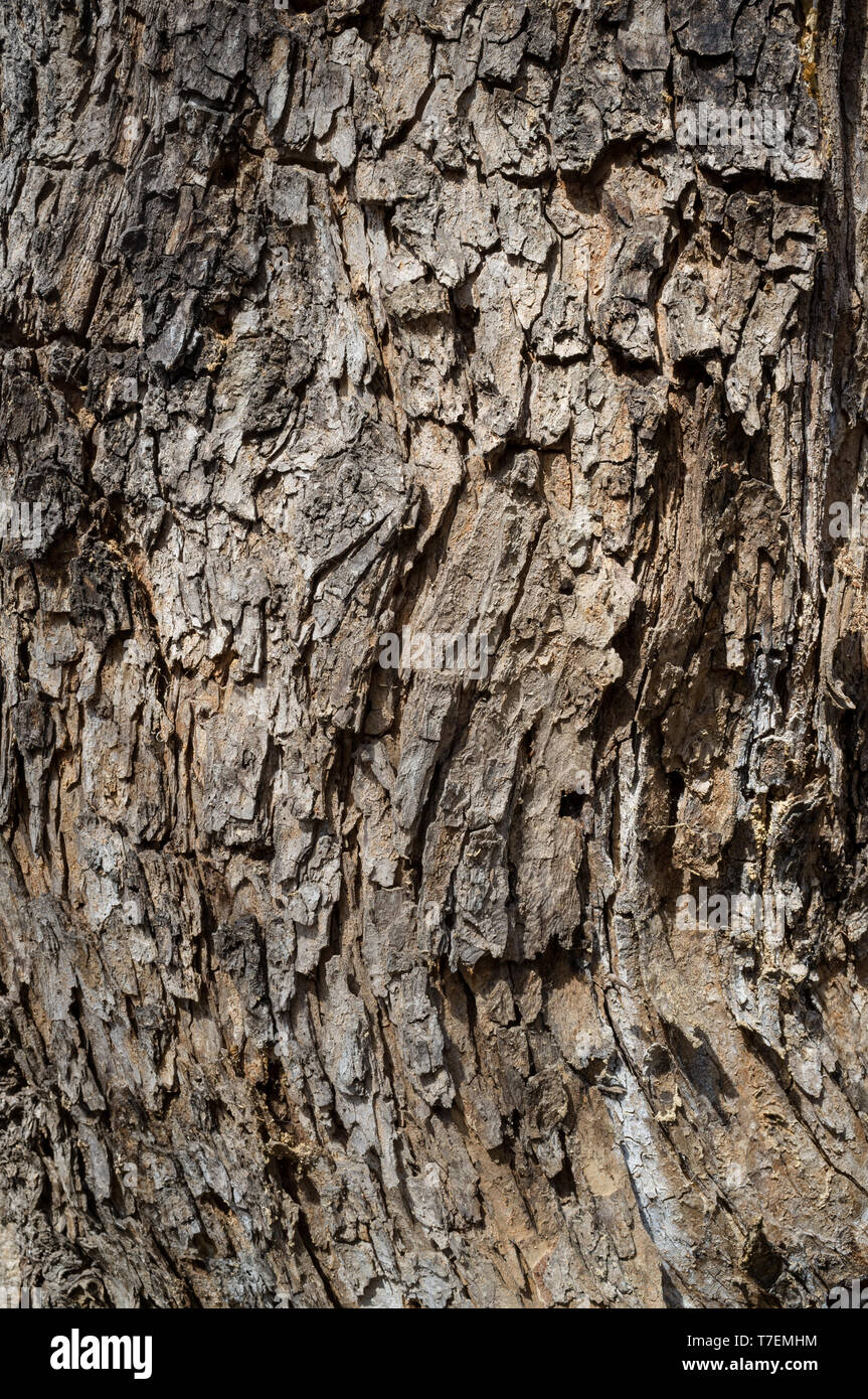 Black poplar forest populus nigra hires stock photography and images