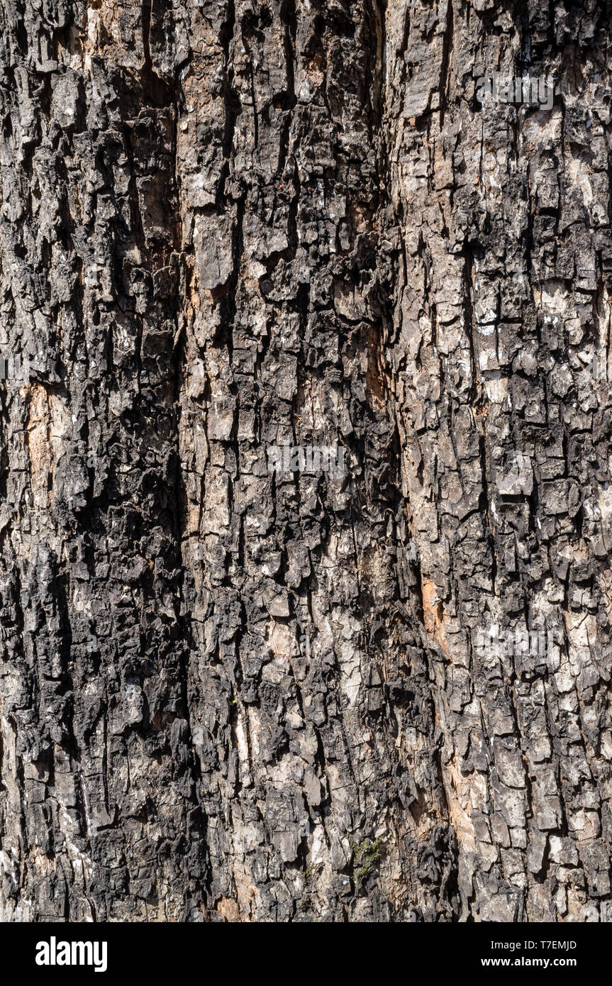 Black poplar tree hires stock photography and images Alamy