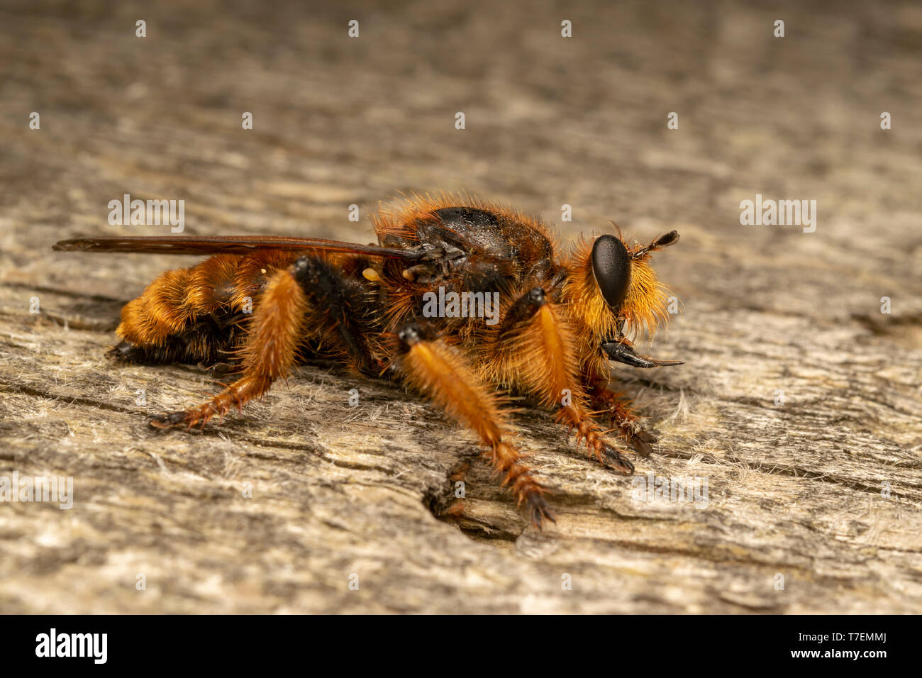 Giant robber fly (lat. Pogonosoma maroccanum) Stock Photo