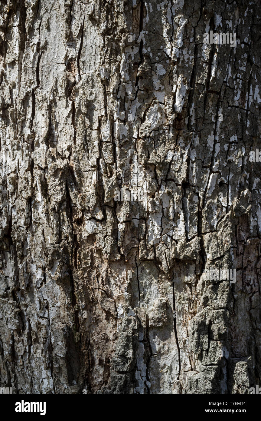 Black poplar tree hires stock photography and images Alamy