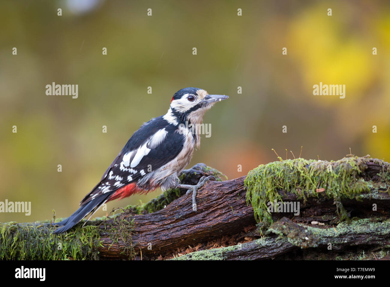 Great spotted woodpecker perched on a mossy log in autumn Stock Photo