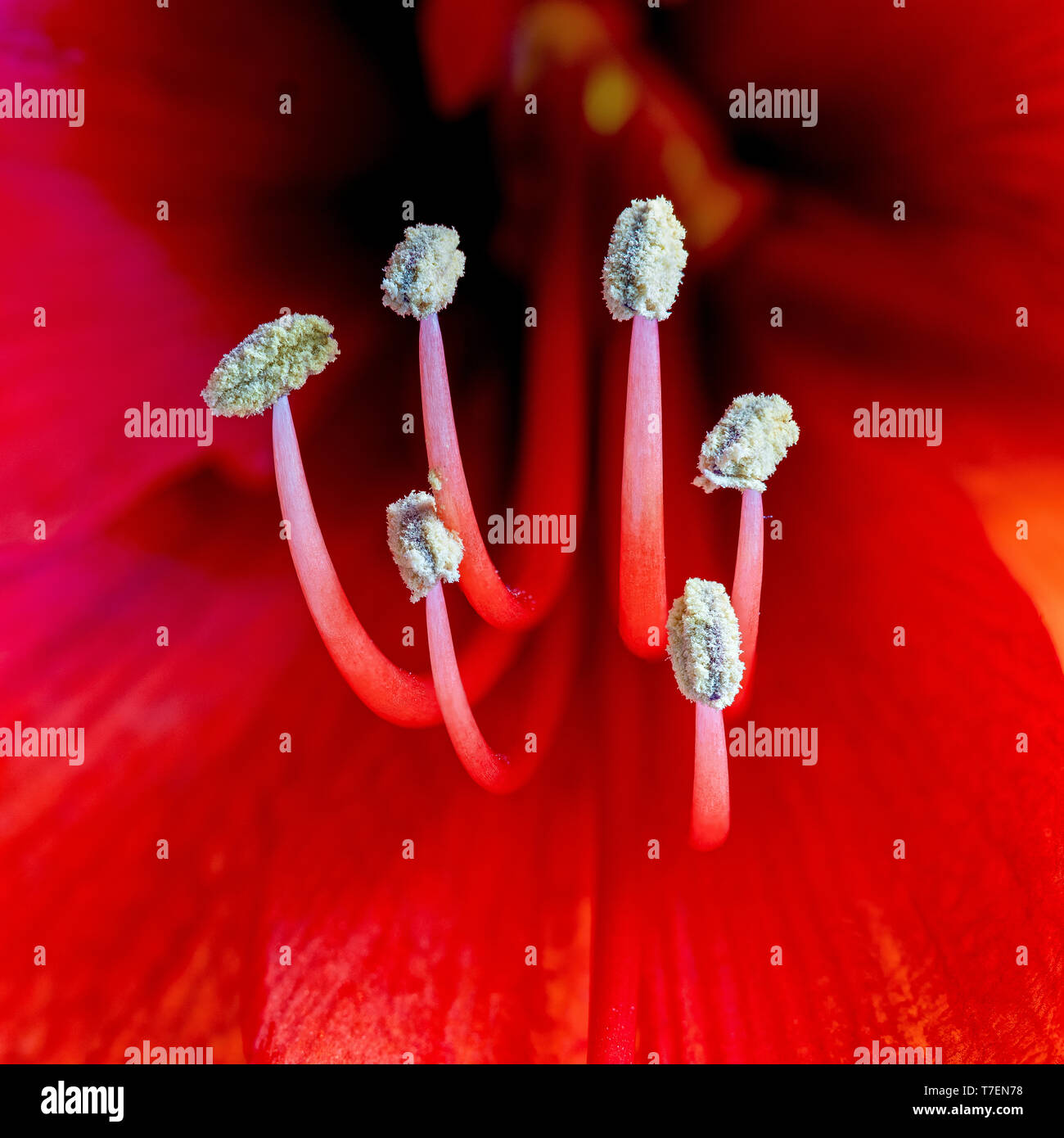 Close up view of the stamens on an amaryllis in bloom, showing in detail the filament (stem) and the pollen filled anther (top) Stock Photo