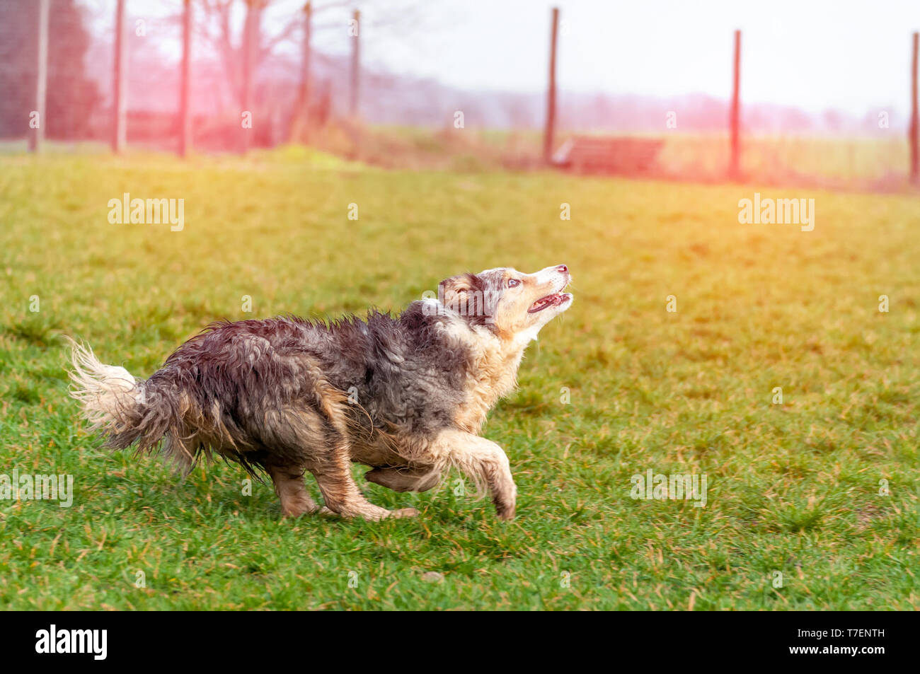Border Collie Agility Show High Resolution Stock Photography and Images ...