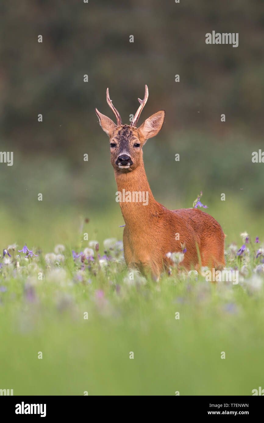 Vertical composition of roe deer buck in summer between flowers Stock Photo