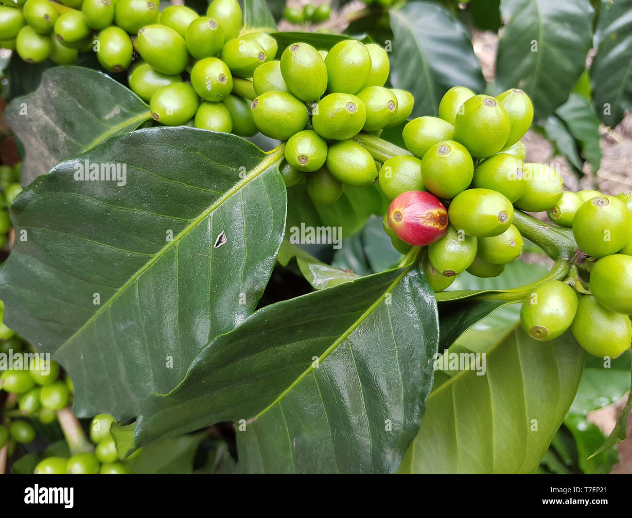 Raw coffee bean hires stock photography and images Alamy